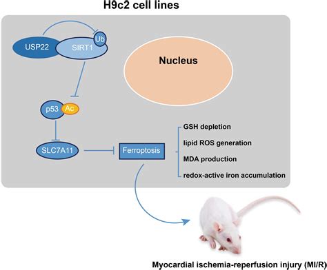 Frontiers Usp22 Protects Against Myocardial Ischemiareperfusion