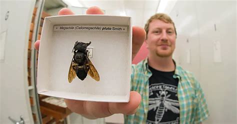 Flying Bulldog Worlds Largest Bee Thats The Size Of Your Thumb