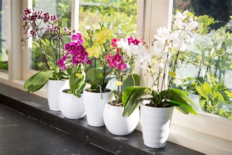 Фото Орхидеи В Горшке Дома — Фото Картинки