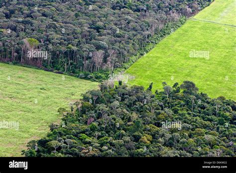 Deforestation Hi Res Stock Photography And Images Alamy
