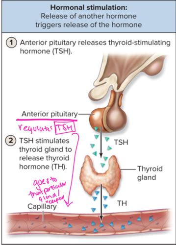 Intro To Endocrinology Flashcards Quizlet