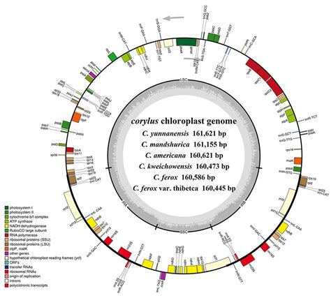 Frontiers Comparative Genomics And Phylogenetic Analysis Revealed The