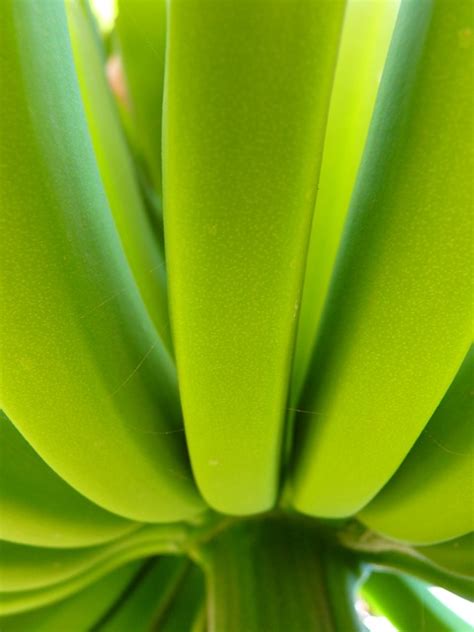 Banana Bananeira Verde Foto Gratuita No Pixabay Pixabay