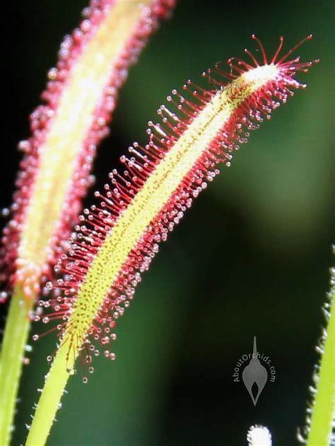 AboutOrchids » Blog Archive » Creepy Carnivorous Plants