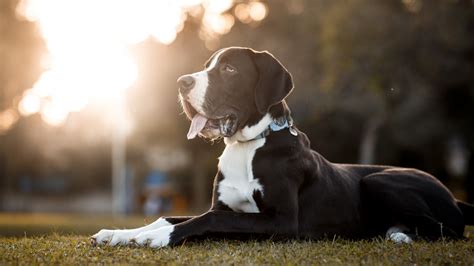 Mantle Great Dane Characteristics And Care Tips PawSafe