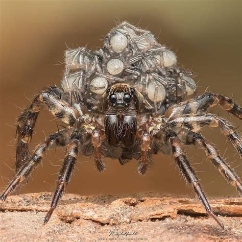 🔥 Mama Wolf Spider With Her Little Ones Photo Made By Aaron Molenkamp