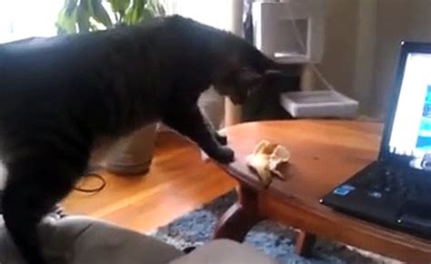 Un chat terrifié par une peau de banane Vidéo Dailymotion