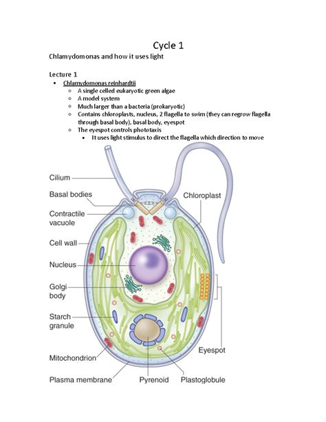 Bio 1002 Midterm Notes Summary Biology For Science II Cycle 1