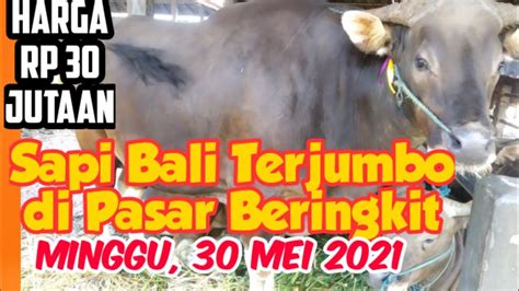 Sapi Bali Terjumbo Di Pasar Beringkit Bobot Hampir Kg Youtube