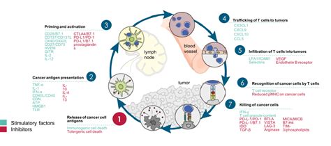 Therapies That Might Affect The Cancer Immunity Cycle