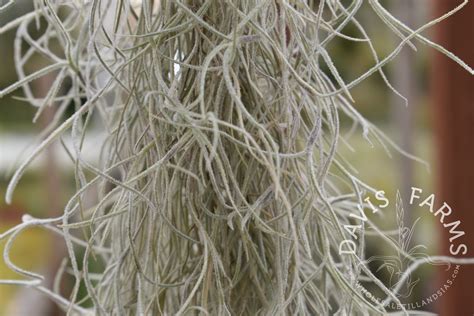 Tillandsia Usneoides Spanish Moss Standard Form Davis Farms