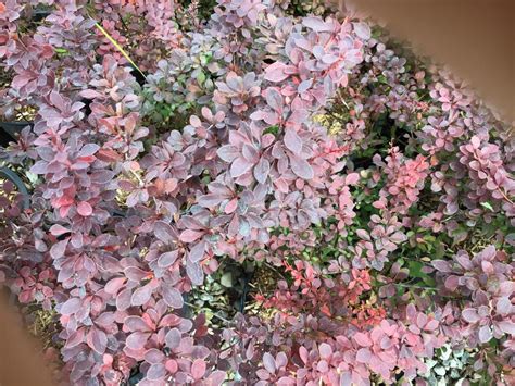 Japanese Barberry Gentry Aka Royal Burgundy Sagebrush Nursery