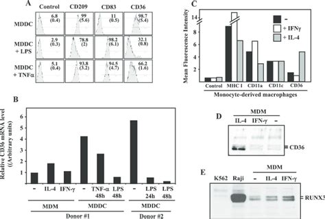 Expression Of Cd During Mddc Maturation And Macrophage Activation A