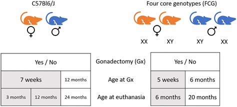 Biological Sex Sex Steroids And Sex Chromosomes Contribute To Mouse