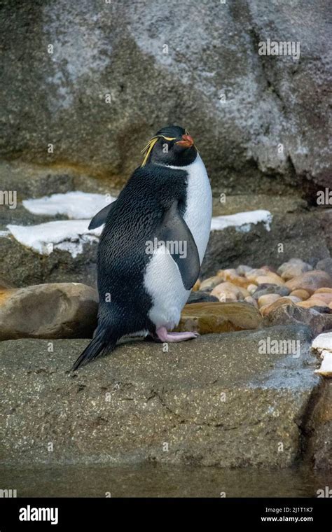 Rockhopper Penquin Hi Res Stock Photography And Images Alamy