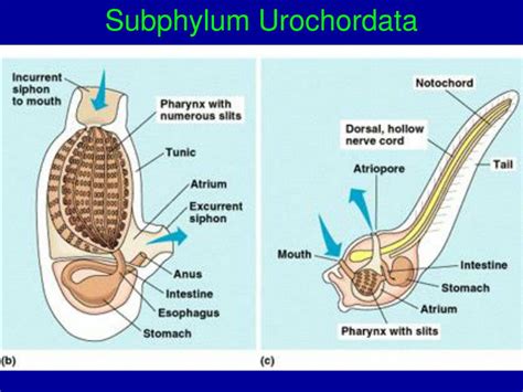 Ppt Chapter 34 Phylum Hemichordata Acorn Worms Powerpoint Presentation Id 6199594