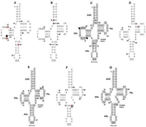 Putative Secondary Structures A TRNA Trp Of C Caretta Dominant