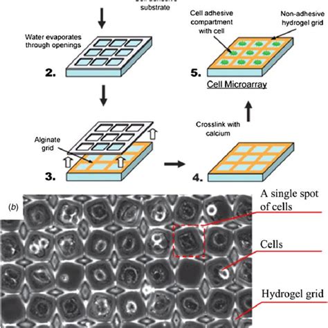 Fabrication Of A Cell Microarray Using Surface Patterning [61] A Download Scientific Diagram