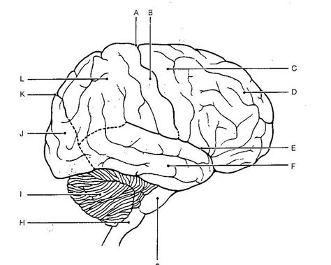 Download Blank Brain Diagram Pictures Diagram Anatomy