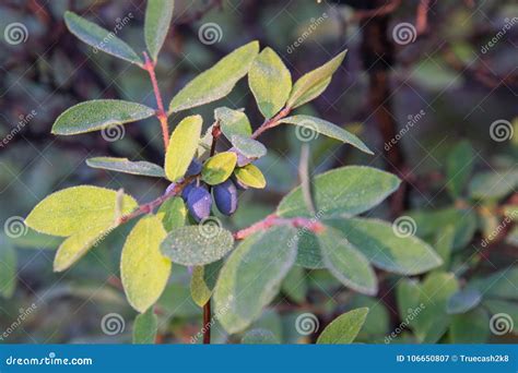 Blue Berries Of Wild Honeysuckle On A Branch With Drops Of Dew In