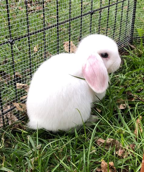 List Pictures Pictures Of Holland Lop Rabbits Updated