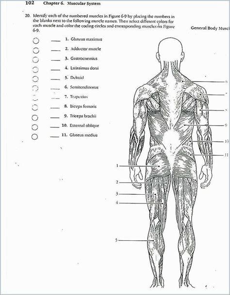 Ch 6 The Muscular System Answer Key Chapter 6 Muscular Syste