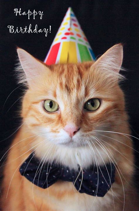 Printable Cat Birthday Cards