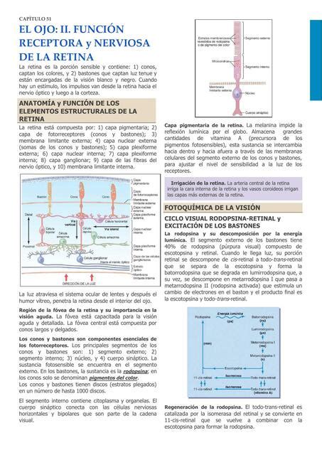 Guyton CAP 51 El ojo II Función receptores y nerviosa de la retina