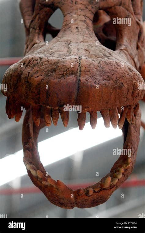 Herbivore Dinosaur Teeth