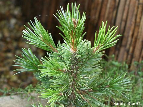 Pinus Longaeva Sherwood Compact Buy Rare Conifers Online