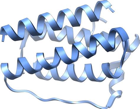 Définition Leptine Leptin Futura Santé