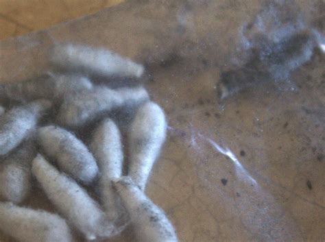 Beyond The Picket Fence Bestofdiy Spring Pussy Willows