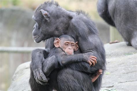 BABY CHIMP & MOTHER HUGGING GLOSSY POSTER PICTURE PHOTO cuddling cute sweet 1467 | eBay