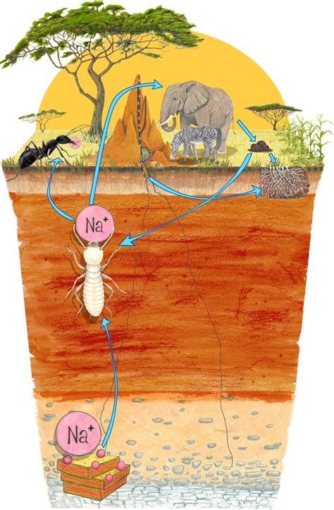 Schematic Representation Of The Cascading Effect Of Termite