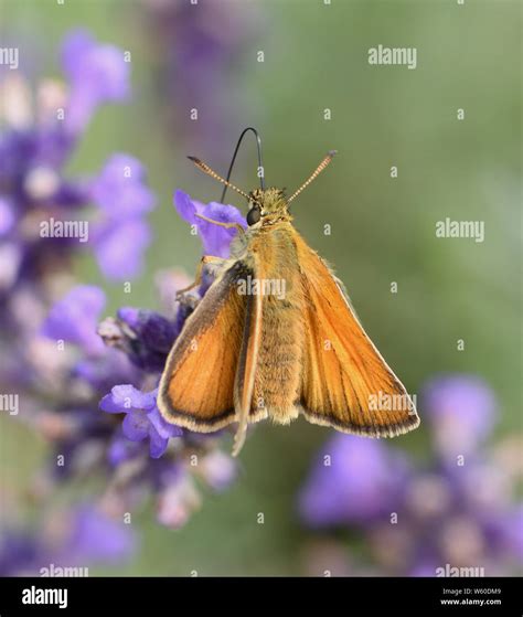 A Small Skipper Butterfly Thymelicus Sylvestris Feeding On Nectar