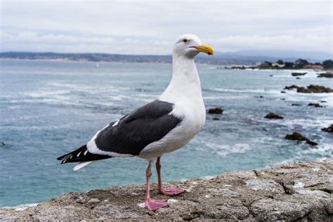 Free Images Beach Landscape Sea Coast Water Rock Ocean Bird