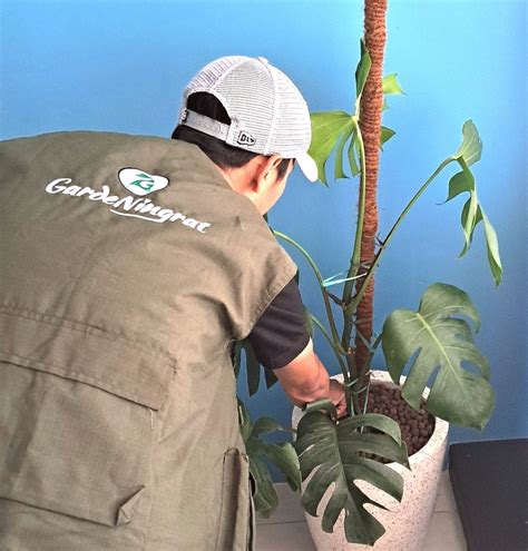 Gardeningrat Layanan Sewa Tanaman Hias Kantor Indoor Dan Outdoor Plant