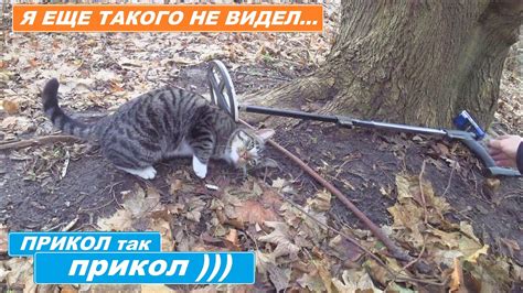 РЕАКЦИЯ КОТА МЕНЯ ПРОСТО УБИЛА! КОТ уже ЖДАЛ МЕНЯ С МЕТАЛЛОДЕТЕКТОРOМ ...
