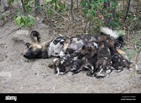 African Wild Dog Lycaon Pictus Mother Suckling Six Week Old Pups