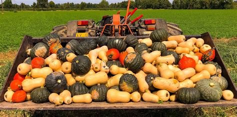 Domenica Ottobre Festa Dautunno Alla Cascina Pelesa Castel