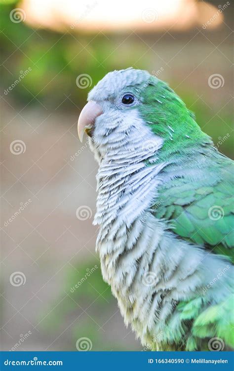 Monk Parakeet Quaker Parrot Myiopsitta Monachus Stock Photo Image Of