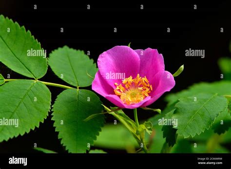 Alberta wild rose hi-res stock photography and images - Alamy