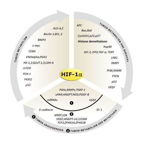 Hypoxia Genetex