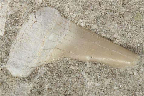 Otodus Shark Tooth Fossil In Rock Eocene For Sale