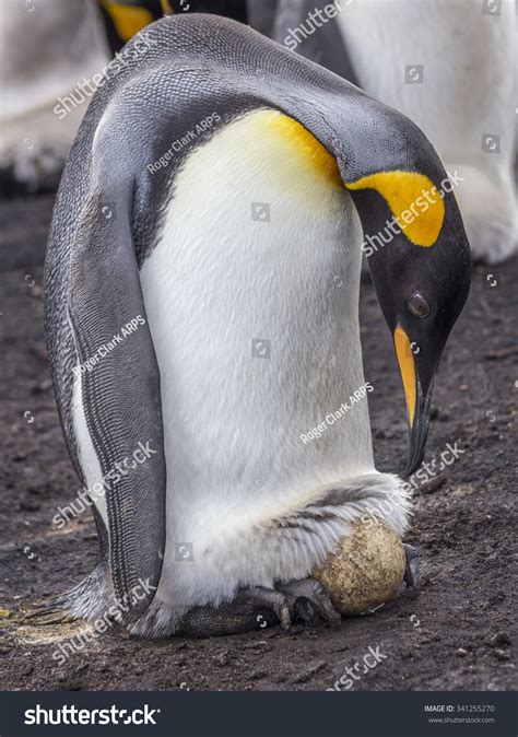 King Penguin Incubating Egg On Feet Stock Photo 341255270 | Shutterstock