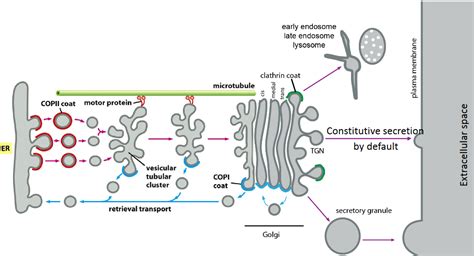 Topic 4 Protein Trafficking Bs2004 Molecular And Cellular Biology Ii