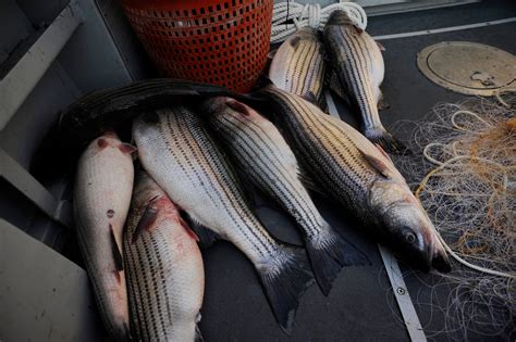 In Chesapeake Bay Striped Bass Reproduction Hits Record Low The Washington Post