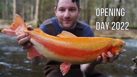 PA Opening Day Trout Fishing 2022 Giant Golden Rainbow YouTube