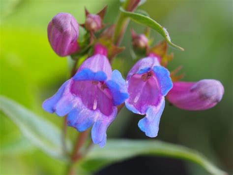 Penstemon Heavenly Blue Carbeth Plants