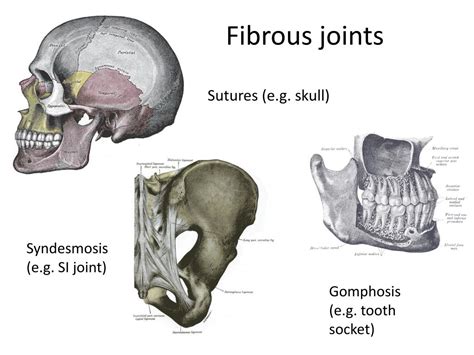 Ppt Joints Powerpoint Presentation Free Download Id2330220